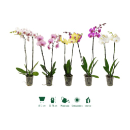 GARDENLINE® - Orquídea 2 tallos