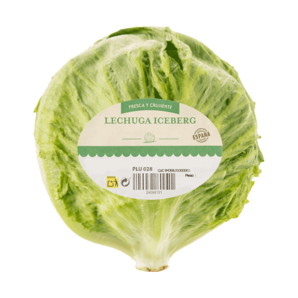 Lechuga iceberg