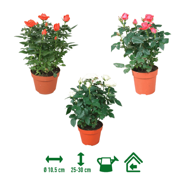 Rosal