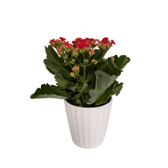 GARDENLINE® - Kalanchoe