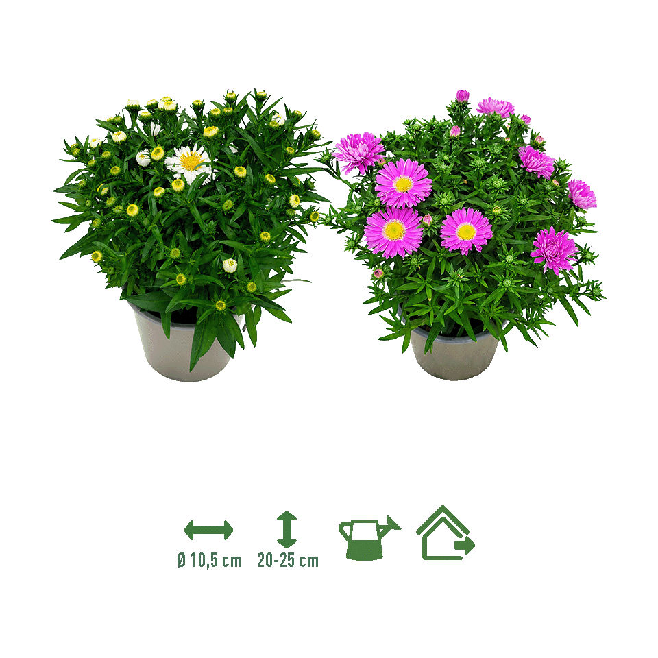 GARDENLINE® - Áster