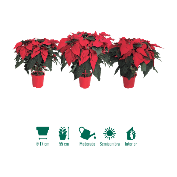 GARDENLINE® - Flor de Pascua