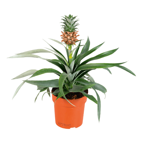 GARDENLINE® - Bromelia