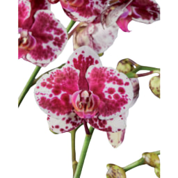 Orquídea