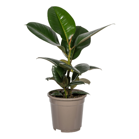 GARDENLINE® - Planta verde