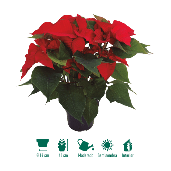 GARDENLINE® - Flor de Pascua