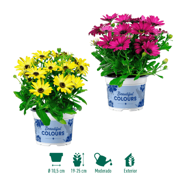 GARDENLINE® - Margaritas