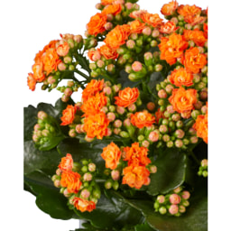 Kalanchoe Halloween