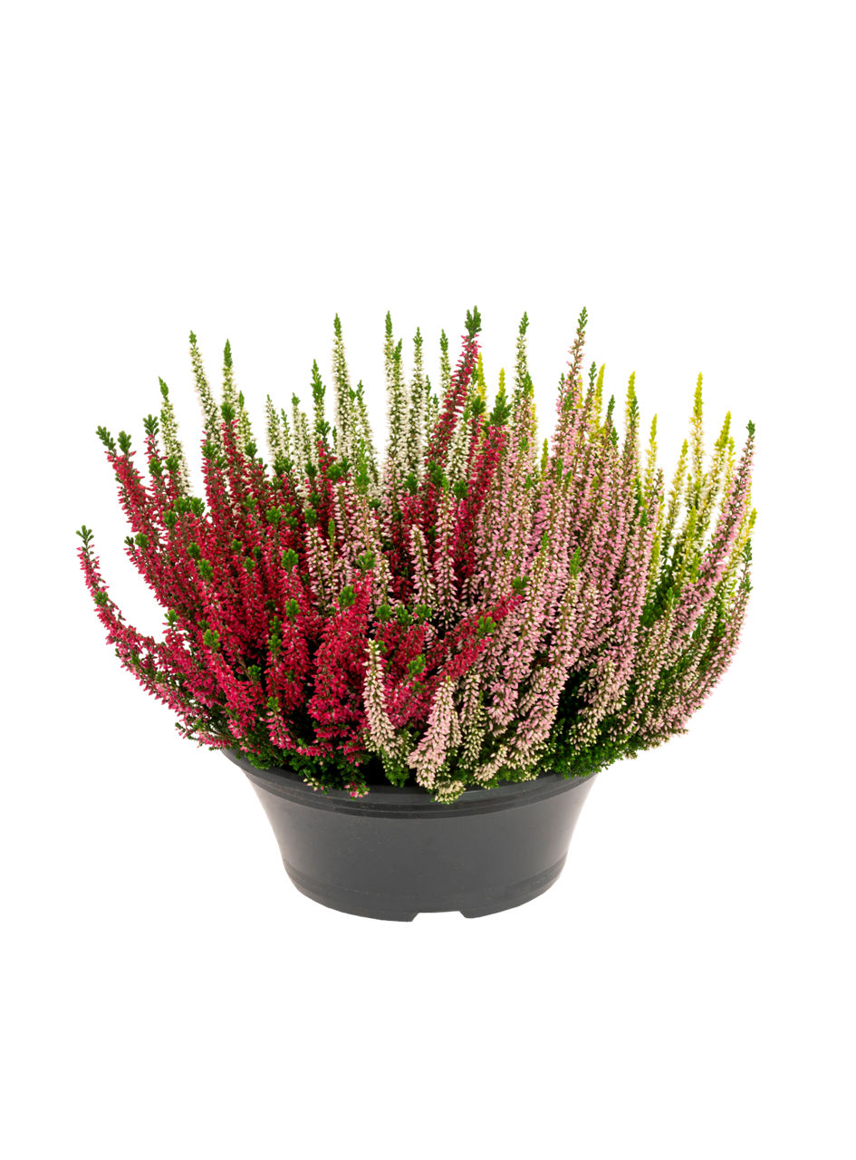 GARDENLINE® - Brezo calluna