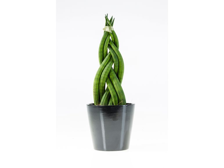 Sansevieria