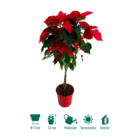 GARDENLINE® - Flor de pascua