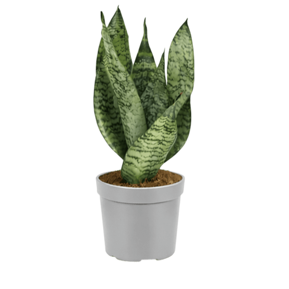 GARDENLINE® - Sansevieria