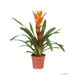 Planta de interior