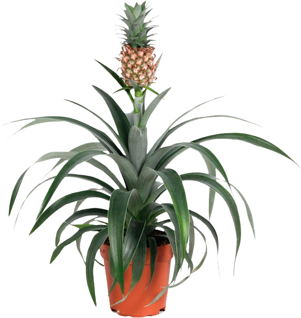 GARDENLINE® - Planta piña