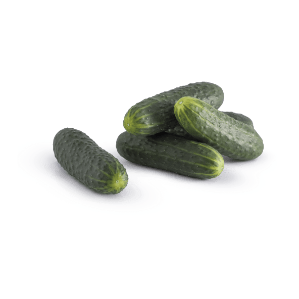 Pepino