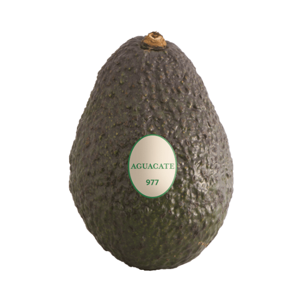 Aguacate