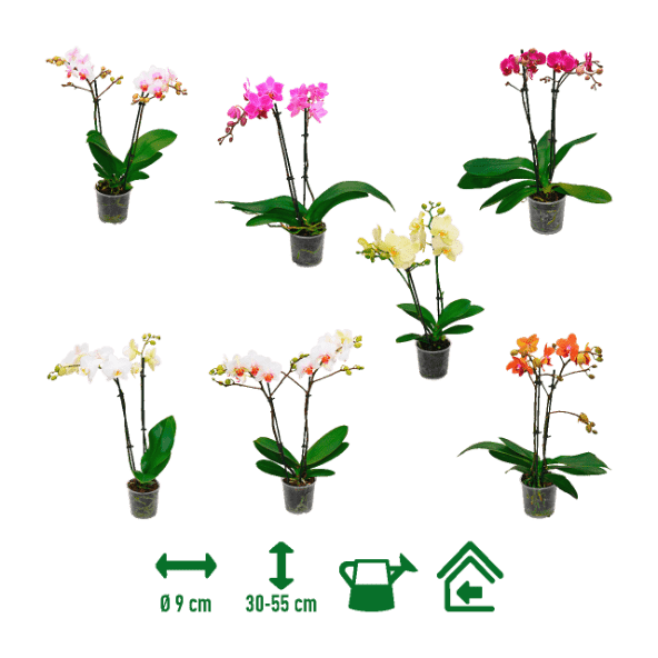 GARDENLINE® - Orquídea