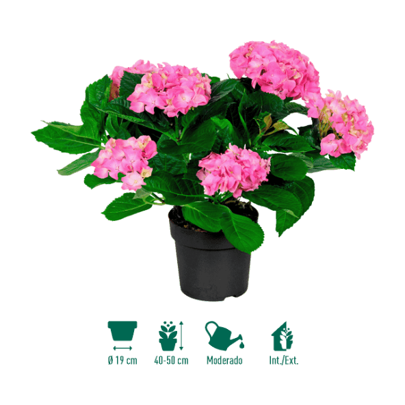 GARDENLINE® - Hortensia