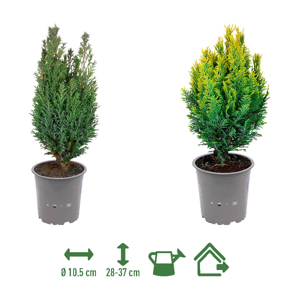 GARDENLINE® - Conífera