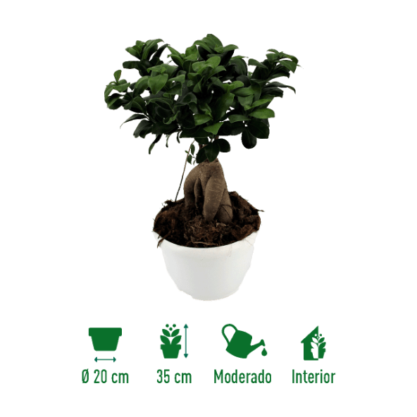 GARDENLINE® - Bonsai ficus ginseng