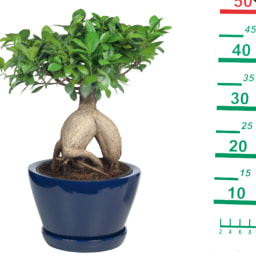Ficus microcarpa