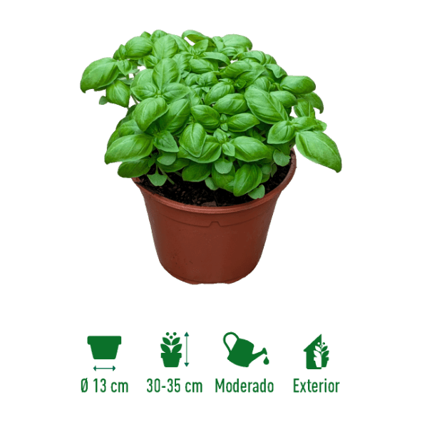 GARDENLINE® - Albahaca pesto
