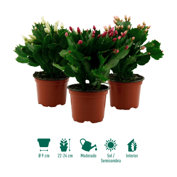 GARDENLINE® - Cactus de Navidad