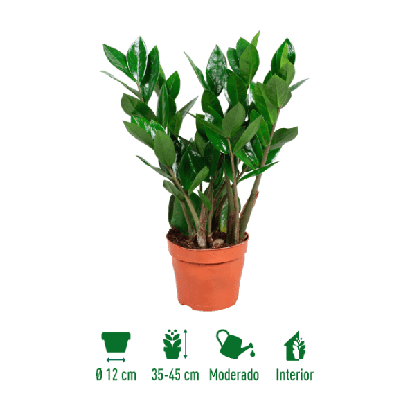GARDENLINE® - Zamioculcas