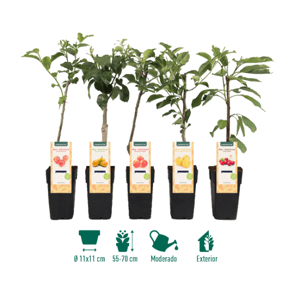 GARDENLINE® - Miniárbol frutal