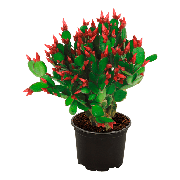 GARDENLINE® - Cactus de Navidad