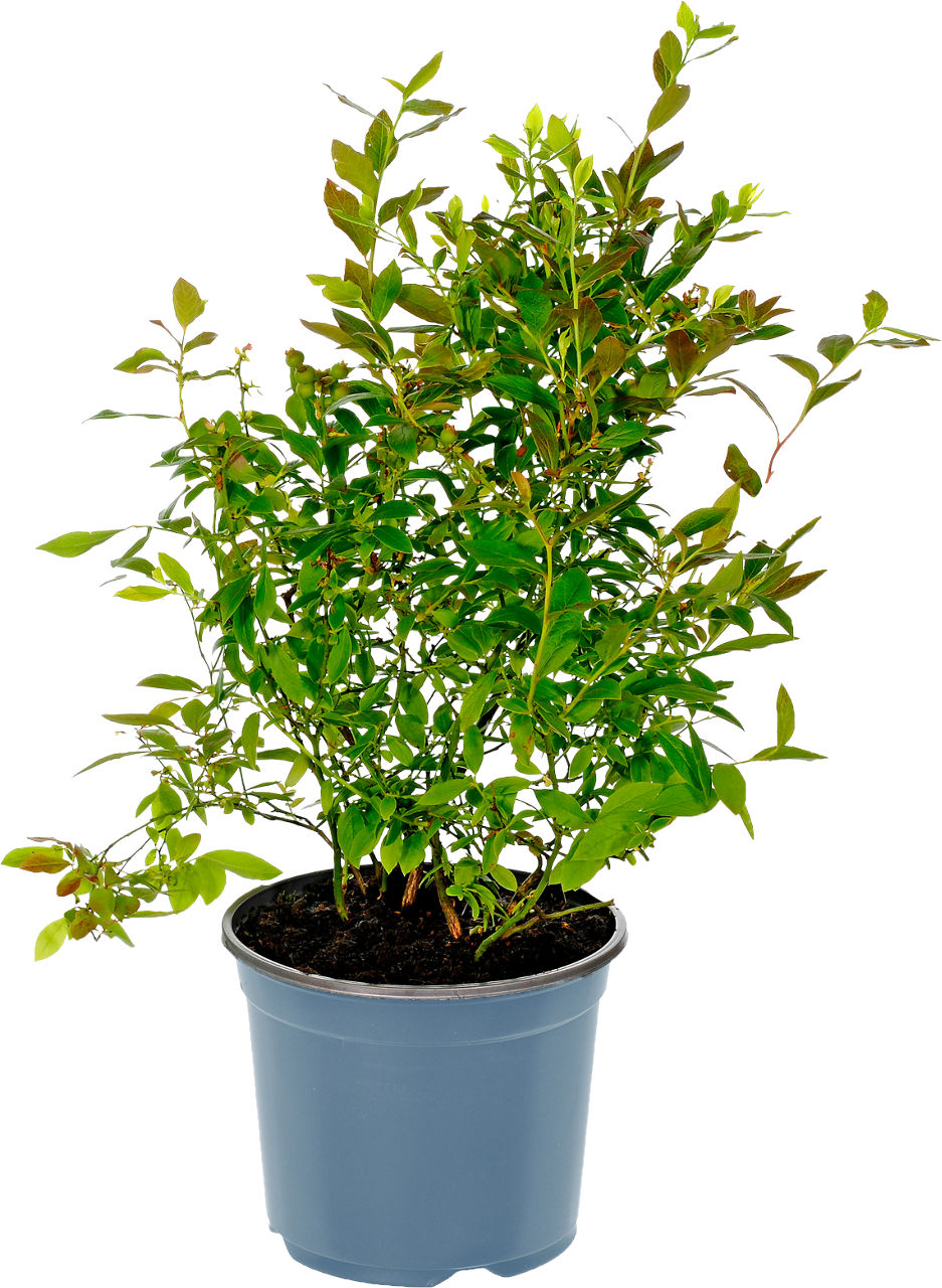 GARDENLINE® - Planta de arándano