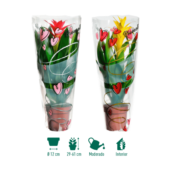 GARDENLINE® - Bromelia