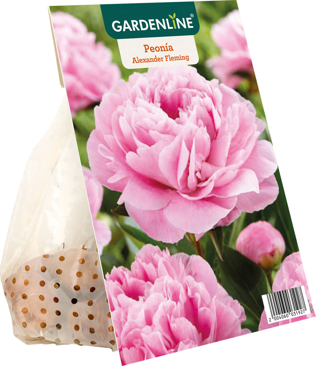 GARDENLINE® - Bulbos de peonías