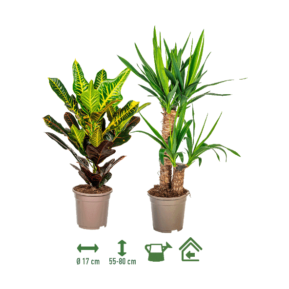 GARDENLINE® - Planta verde