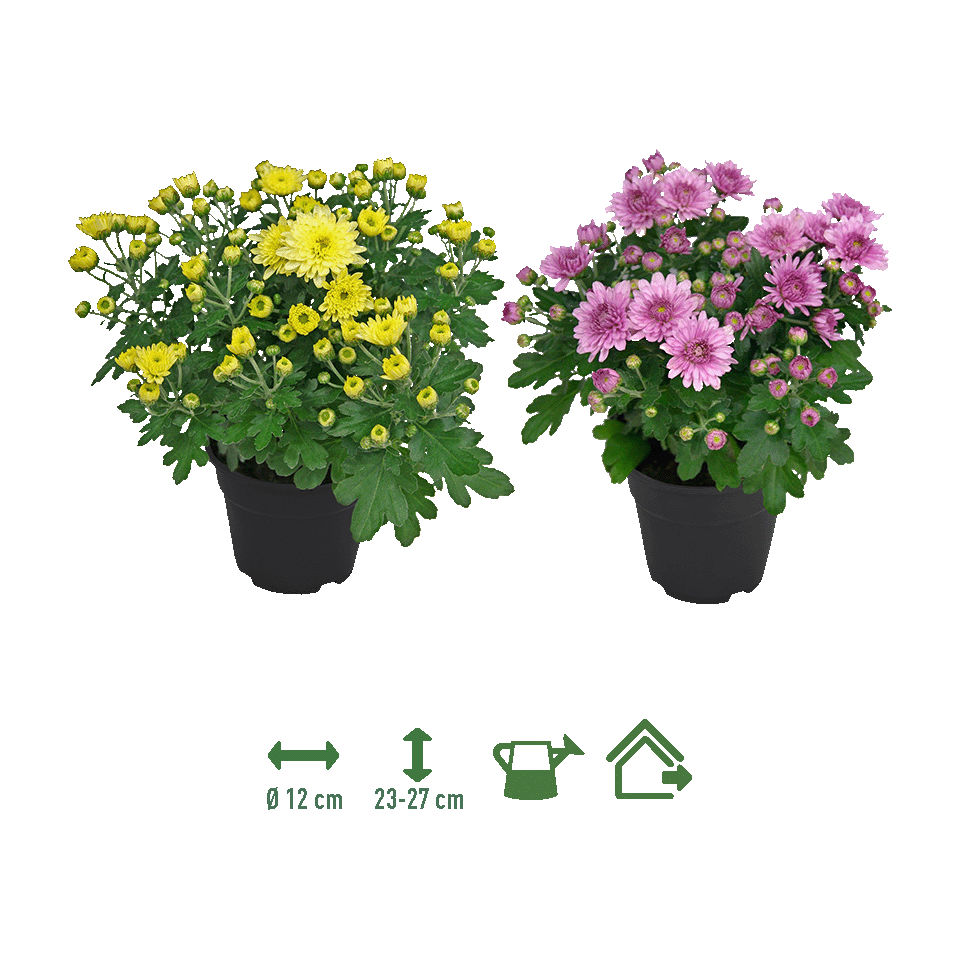 GARDENLINE® - Crisantemo