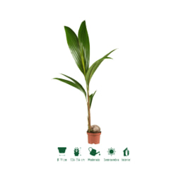 GARDENLINE® - Planta de coco