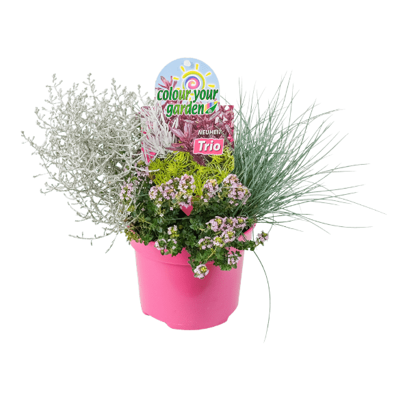GARDENLINE® - Trío de plantas de otoño