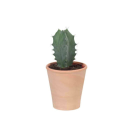 Cactus terracota