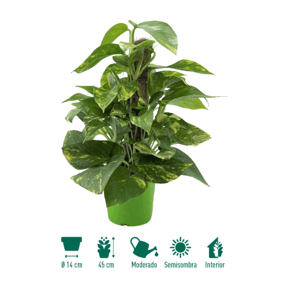 GARDENLINE® - Pothos