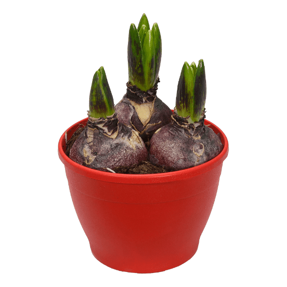 GARDENLINE® - Jacinto / Narciso