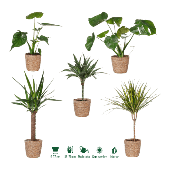 GARDENLINE® - Planta verde