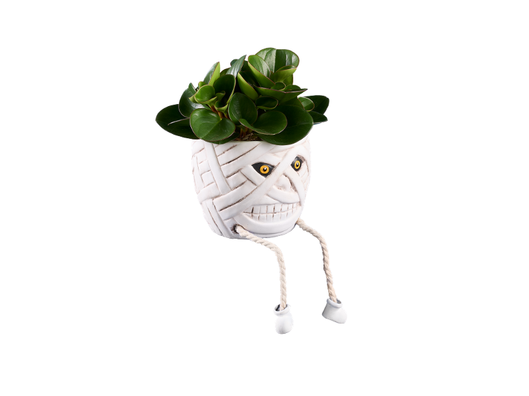 Planta verde
