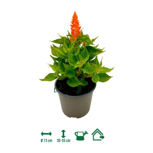 GARDENLINE® - Celosia plumosa