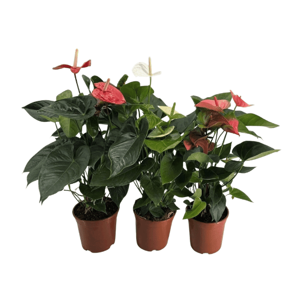 GARDENLINE® - Anthurium