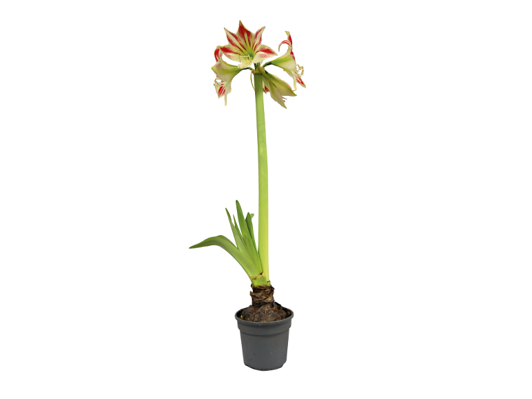 Amaryllis