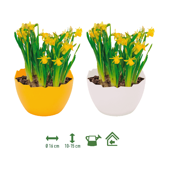 GARDENLINE® - Narciso en tiesto decorativo