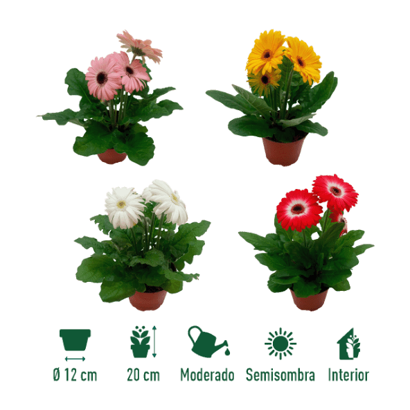 GARDENLINE® - Gerbera