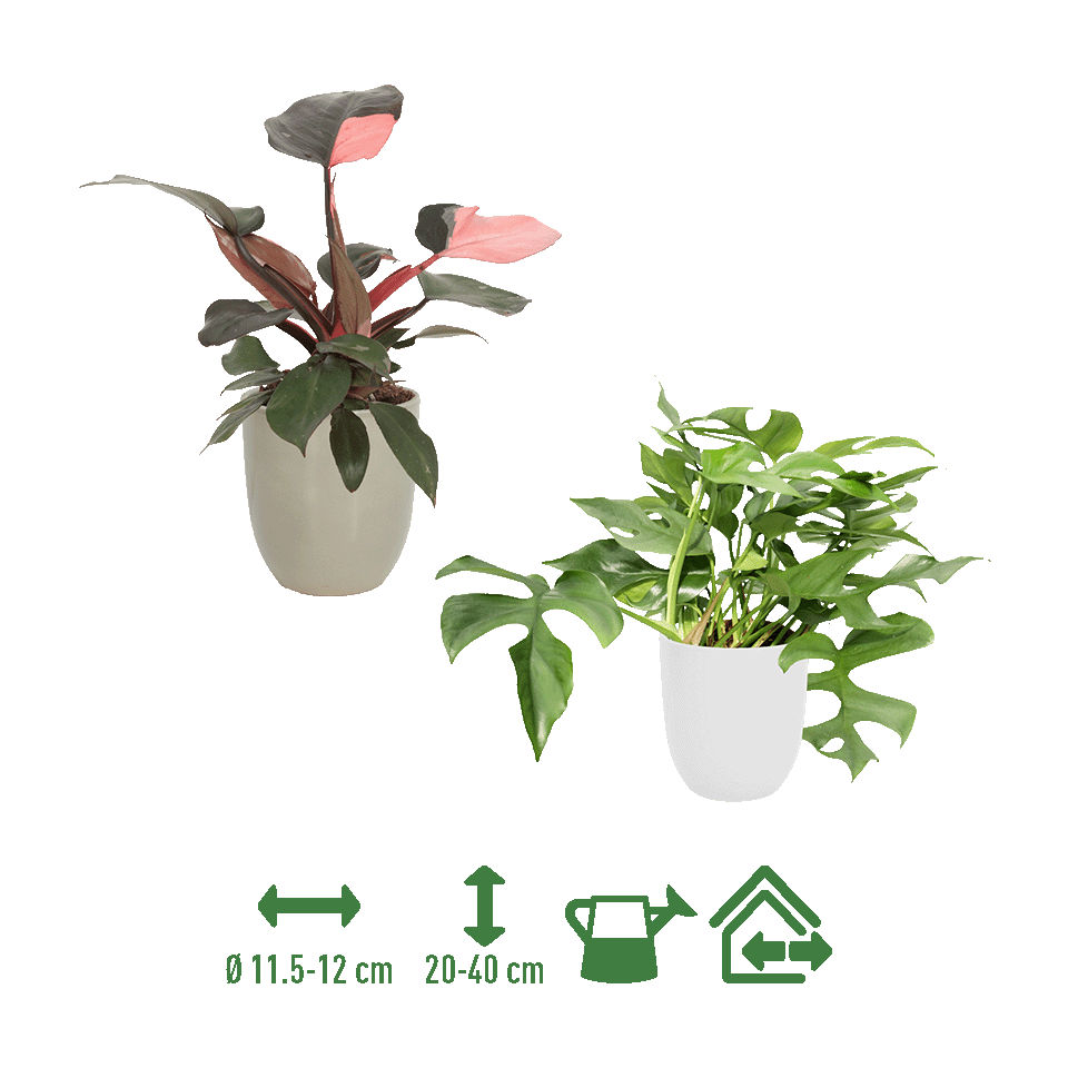 GARDENLINE® - Planta exótica