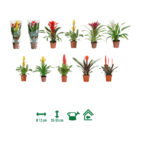 GARDENLINE® - Bromelia