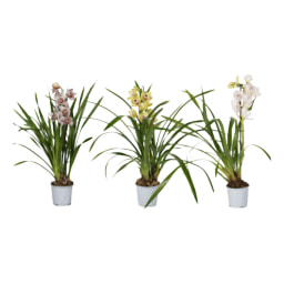 GARDENLINE® - Cymbidium